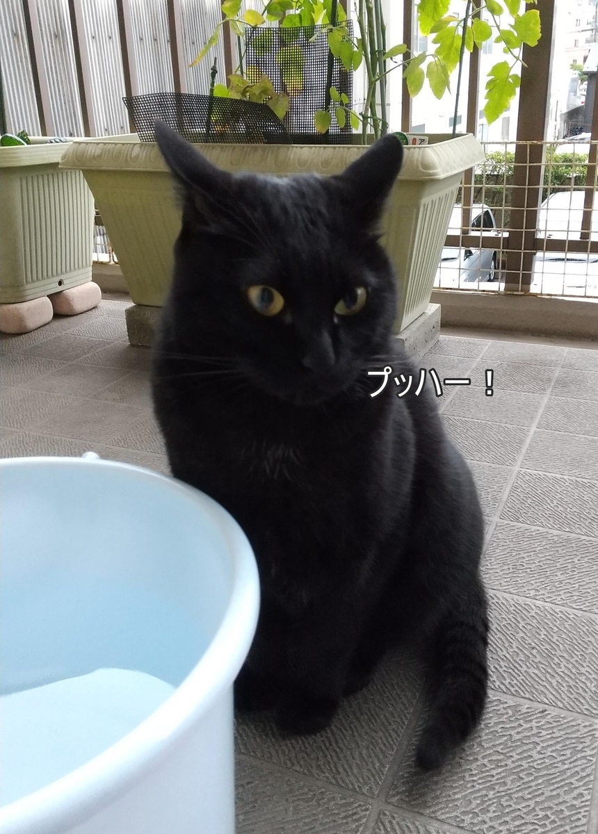 f:id:tarojiroko:20200704060106j:plain