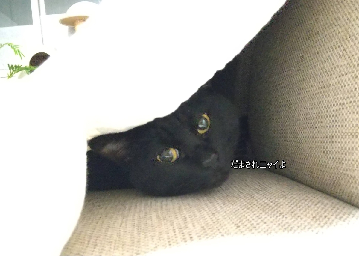 f:id:tarojiroko:20201228204335j:plain