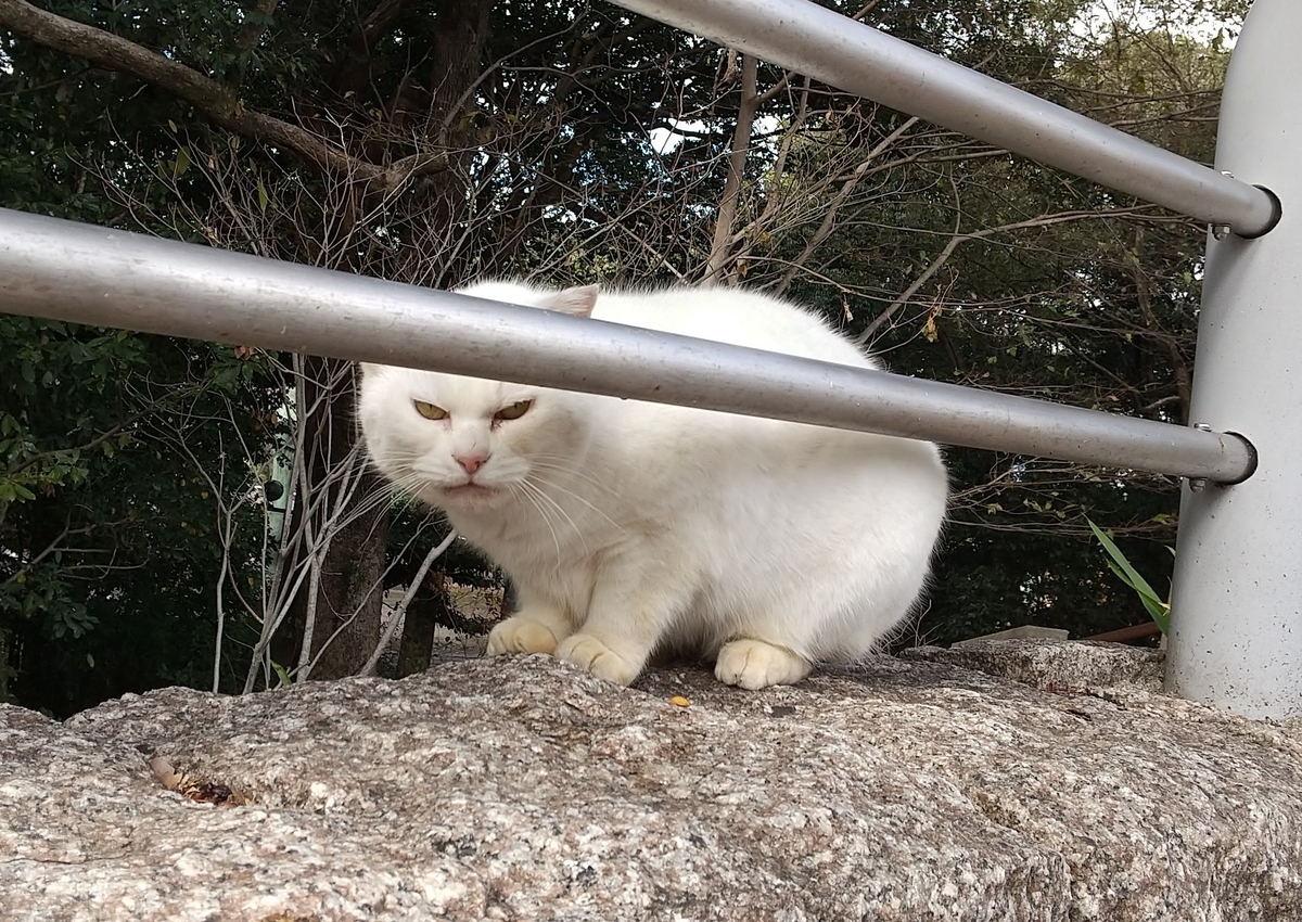 f:id:tarojiroko:20201231124851j:plain