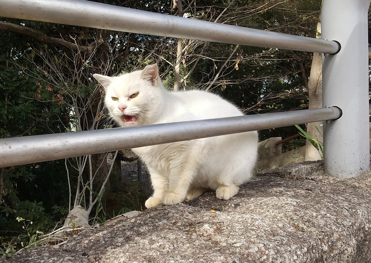 f:id:tarojiroko:20201231124906j:plain