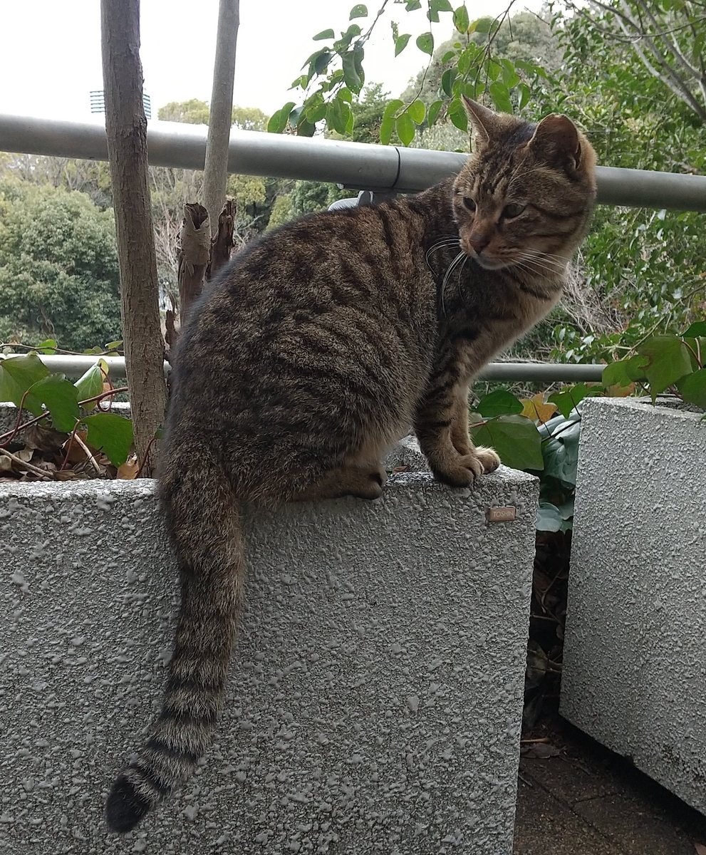 f:id:tarojiroko:20210124143257j:plain