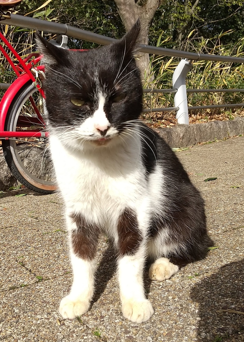 f:id:tarojiroko:20210129143011j:plain