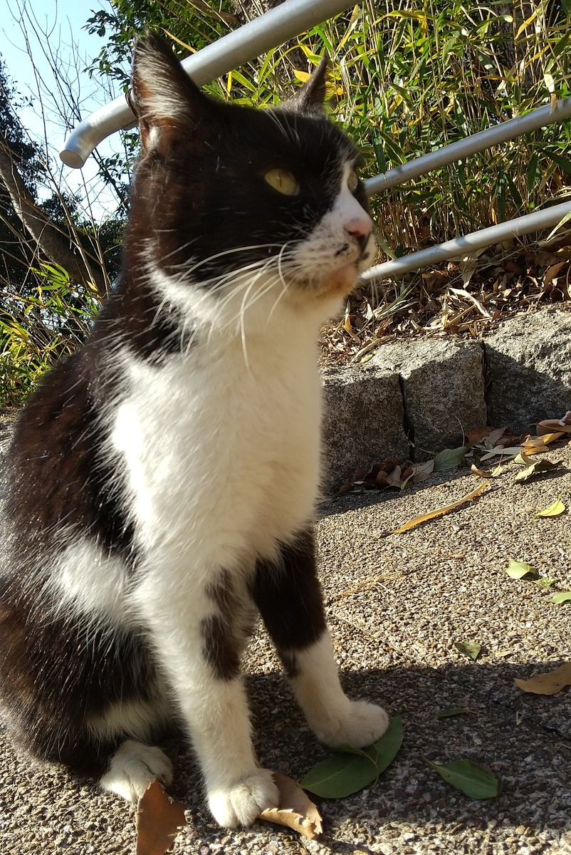 f:id:tarojiroko:20210202144314j:plain