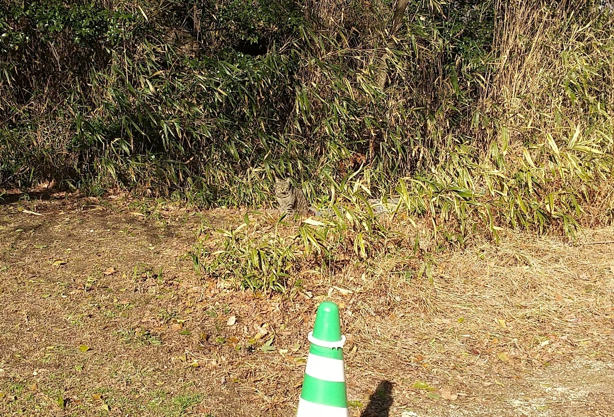 f:id:tarojiroko:20210202145156j:plain