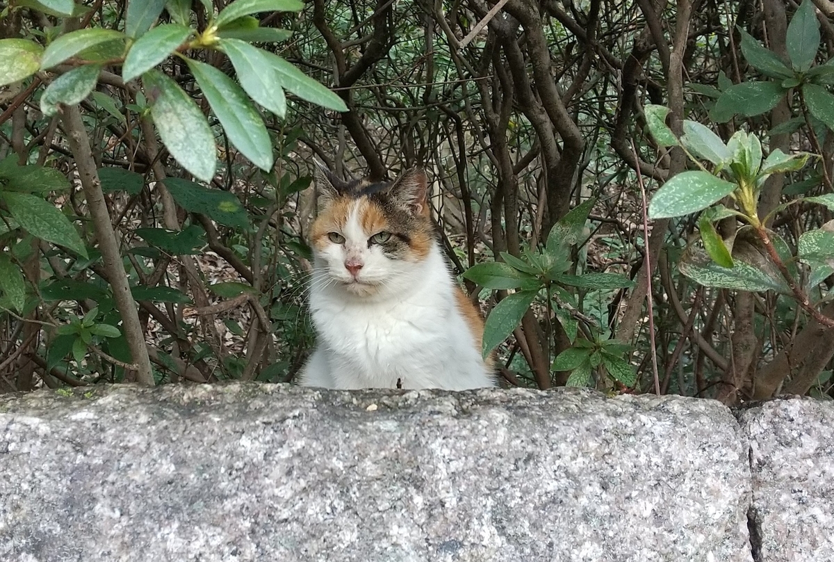 f:id:tarojiroko:20210204143017j:plain