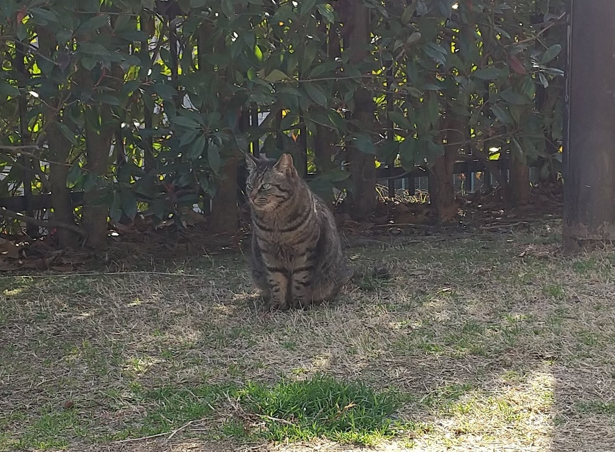 f:id:tarojiroko:20210210143224j:plain