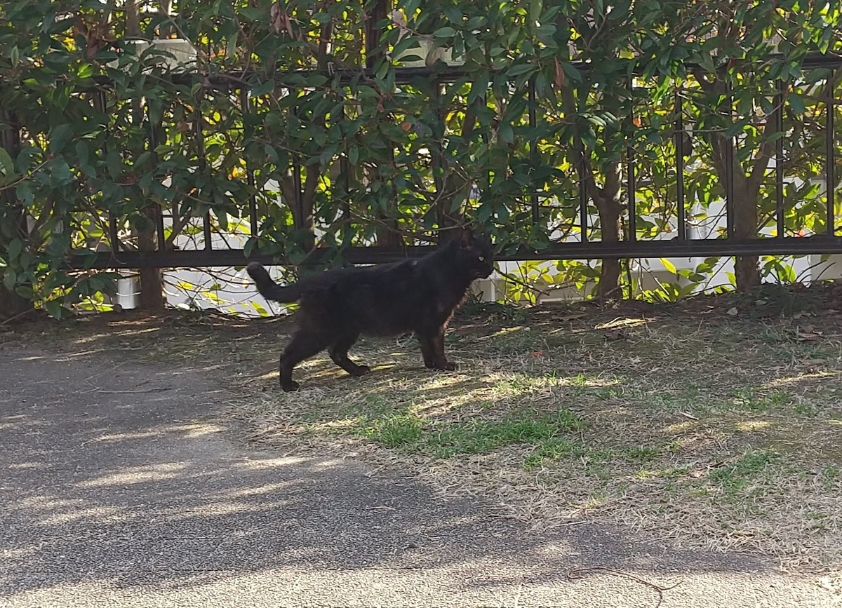 f:id:tarojiroko:20210210143504j:plain
