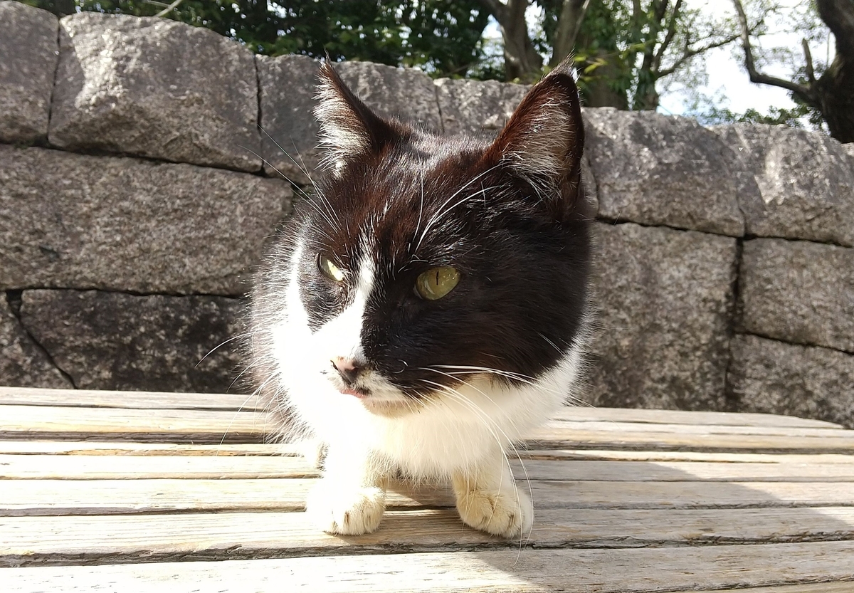 f:id:tarojiroko:20210302143744j:plain