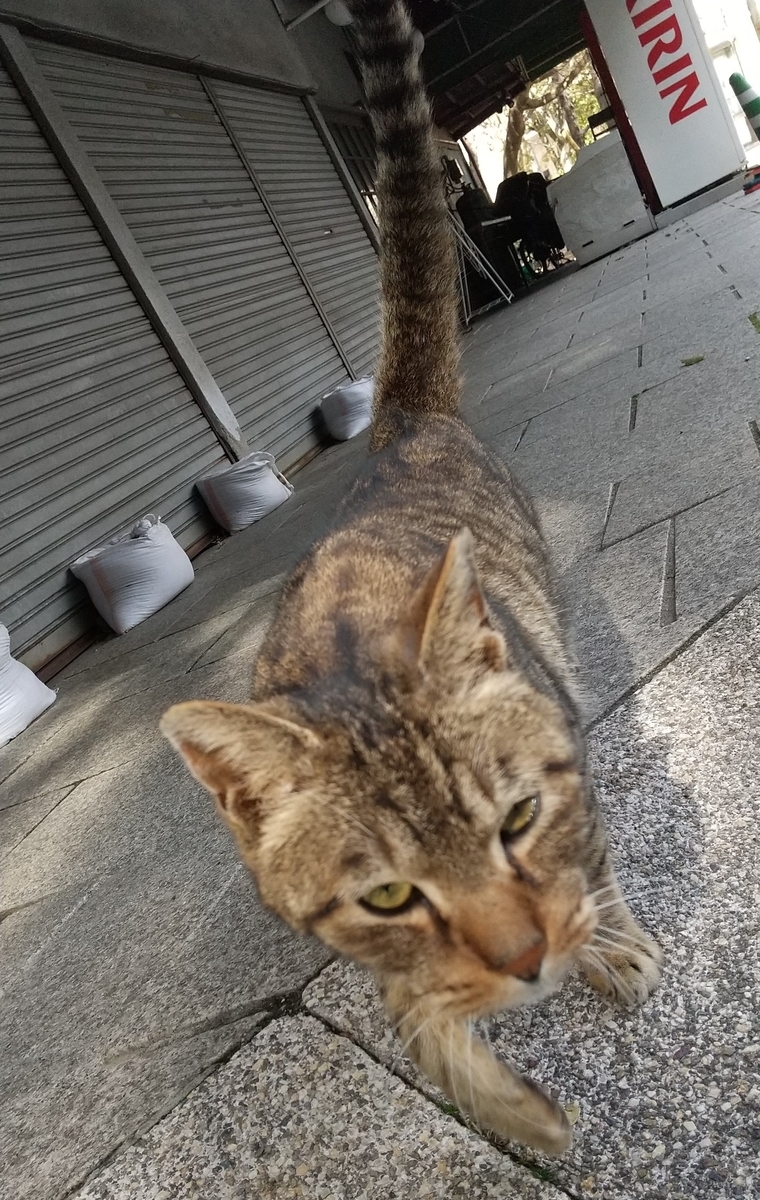 f:id:tarojiroko:20210302144743j:plain
