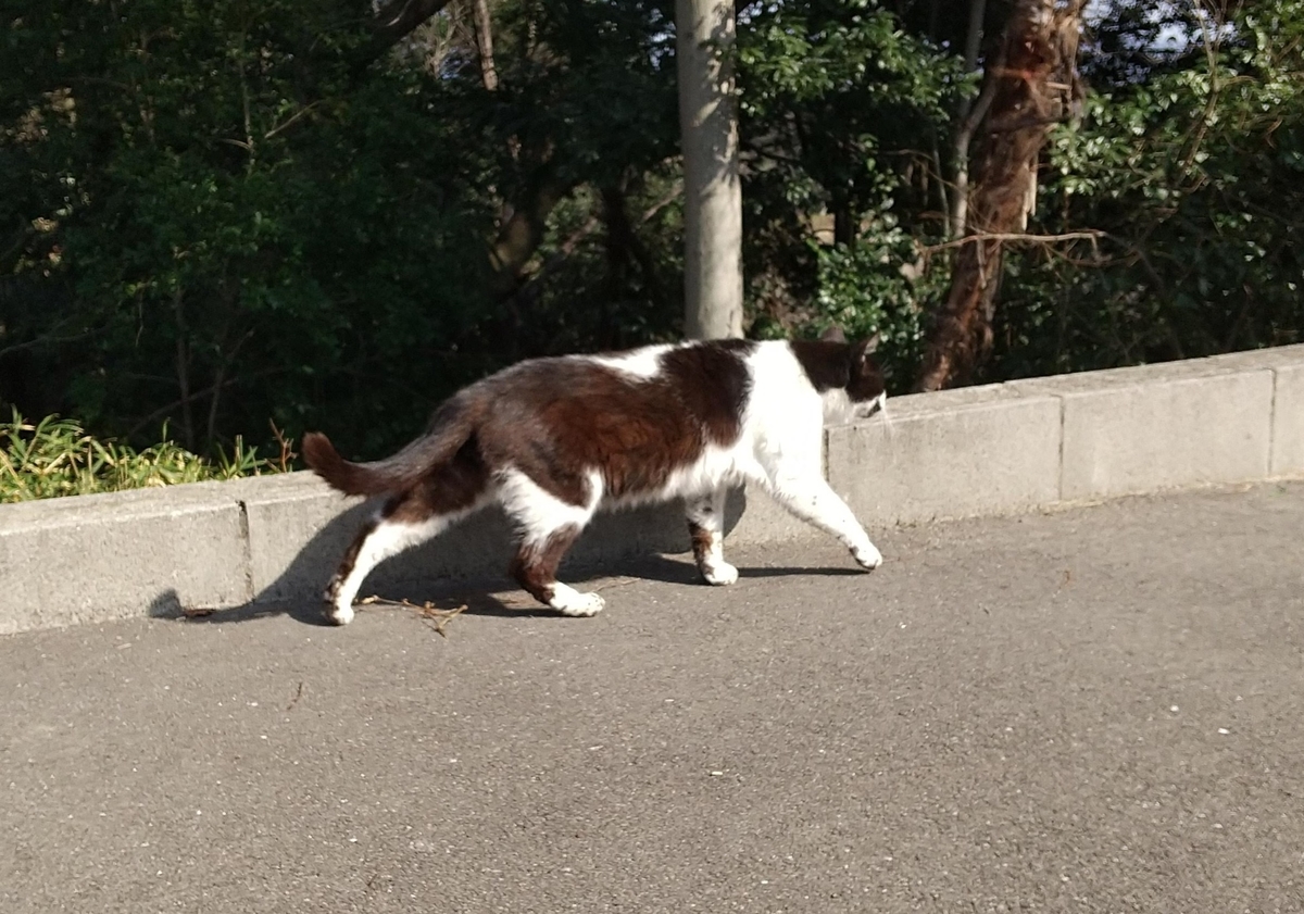 f:id:tarojiroko:20210308143507j:plain