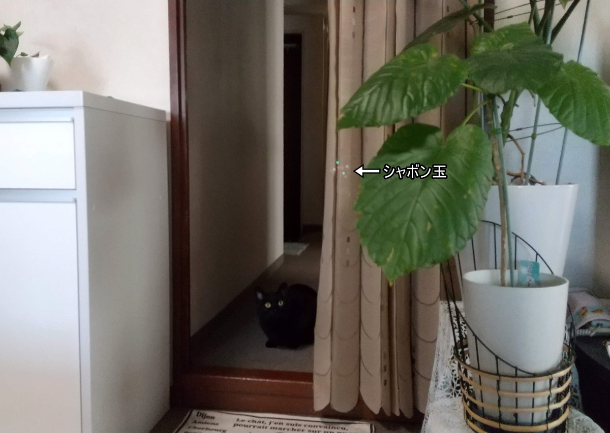 f:id:tarojiroko:20210529094053j:plain