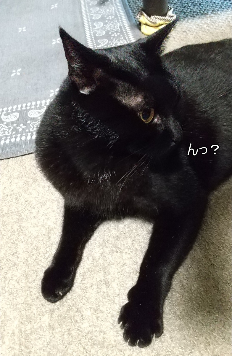 f:id:tarojiroko:20210531155419j:plain