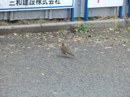 f:id:taron:20150219135521j:image