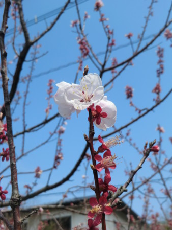 f:id:taron:20170326132420j:image