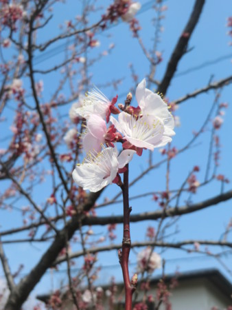 f:id:taron:20170326132430j:image