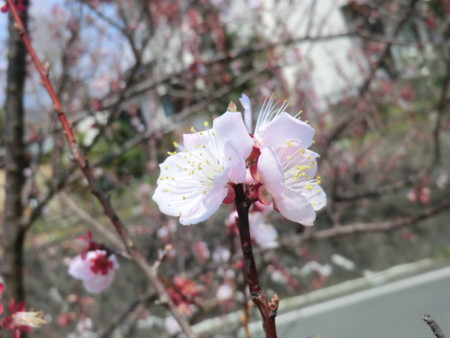 f:id:taron:20170326132439j:image