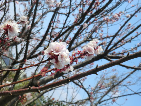 f:id:taron:20170326132457j:image