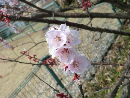 f:id:taron:20170326132507j:image