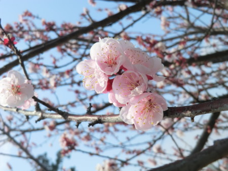 f:id:taron:20170326132523j:image