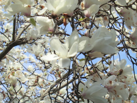 f:id:taron:20170326135656j:image