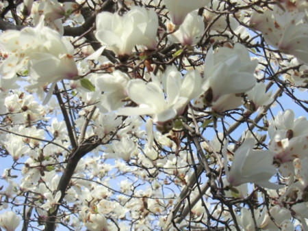 f:id:taron:20170326135706j:image