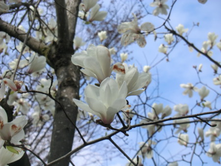 f:id:taron:20170326135724j:image