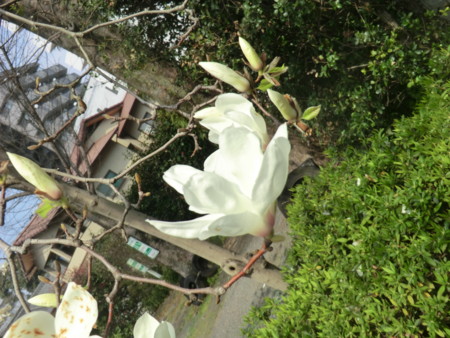 f:id:taron:20170326135752j:image