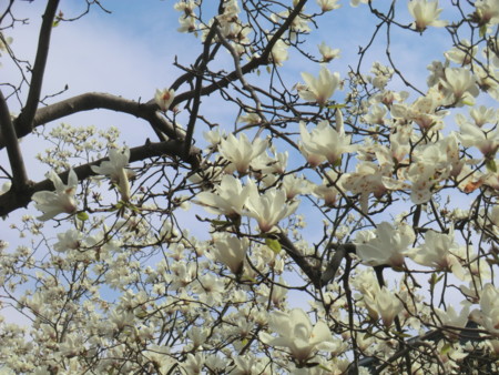 f:id:taron:20170326135906j:image