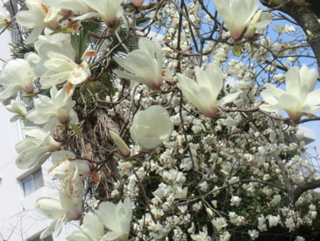 f:id:taron:20170326135954j:image