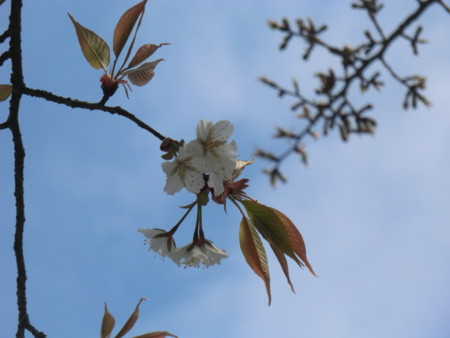 f:id:taron:20170326141827j:image