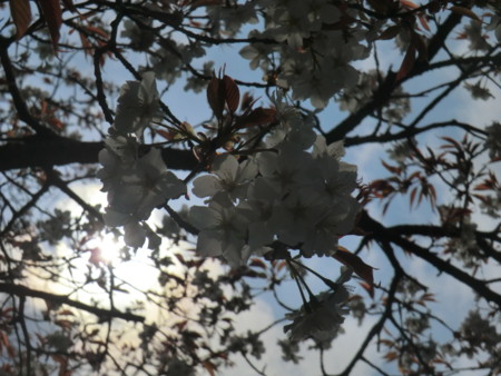 f:id:taron:20170326141855j:image