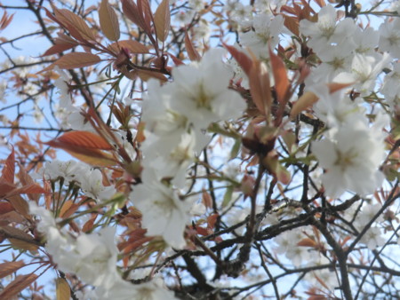 f:id:taron:20170326141905j:image