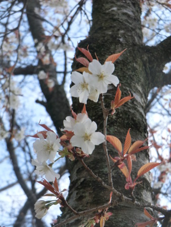 f:id:taron:20170326141913j:image