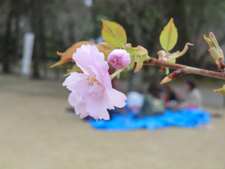 f:id:taron:20170326142249j:image