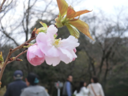 f:id:taron:20170326142257j:image