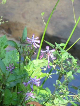 f:id:taron:20170328144443j:image