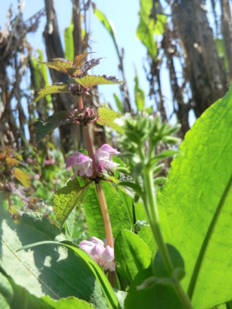 f:id:taron:20170328144716j:image