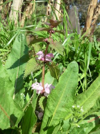 f:id:taron:20170328144732j:image