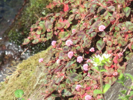 f:id:taron:20170328144824j:image