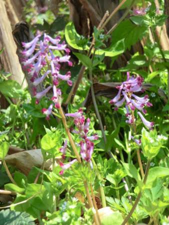 f:id:taron:20170328144851j:image