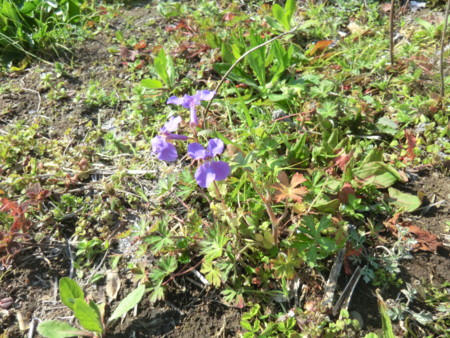 f:id:taron:20170328144959j:image