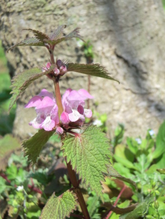 f:id:taron:20170328145117j:image