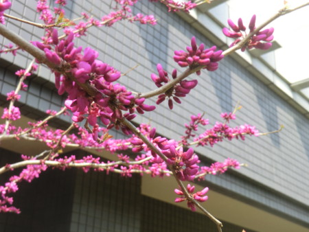 f:id:taron:20170330141820j:image