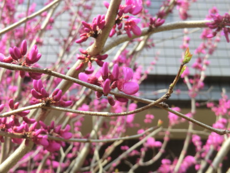 f:id:taron:20170330141826j:image