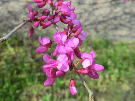 f:id:taron:20170330141835j:image