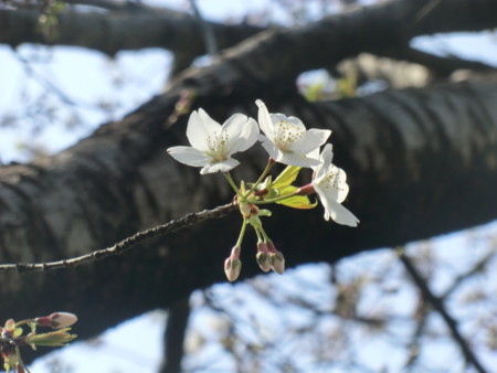 f:id:taron:20170330141924j:image