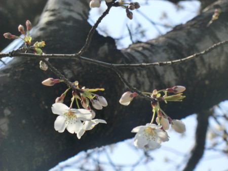 f:id:taron:20170330141936j:image