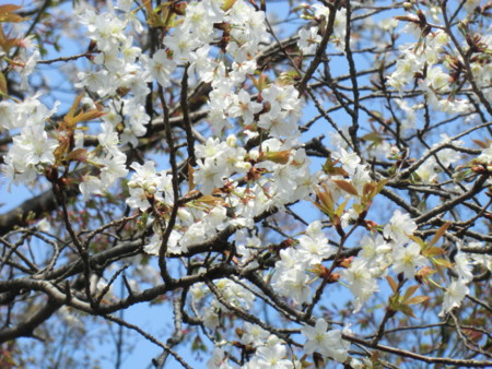 f:id:taron:20170330142647j:image