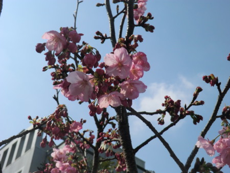 f:id:taron:20170330143524j:image