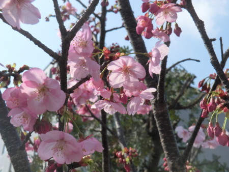 f:id:taron:20170330143531j:image